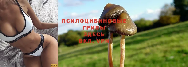 Галлюциногенные грибы Magic Shrooms  Новопавловск 